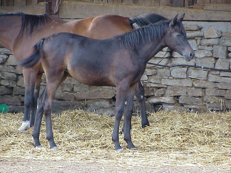 Cheval 85