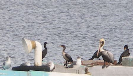 OISEAU_PELICAN__AIGRETTES_ETC