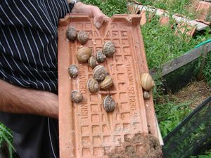 gros plan sur lélevage d'escargots à Charrin