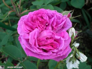Reine_violette_2