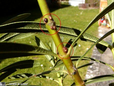 cochenilles