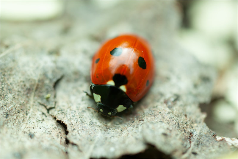 SM coccinelle 290323 3