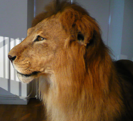 lion_4