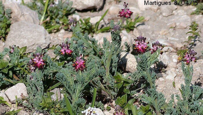 Platycapnos spicata