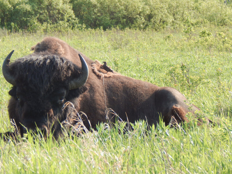 Manitoba_parc mont riding 4_bison
