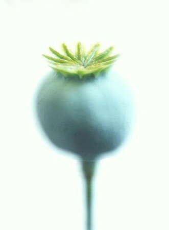 Opium_plante