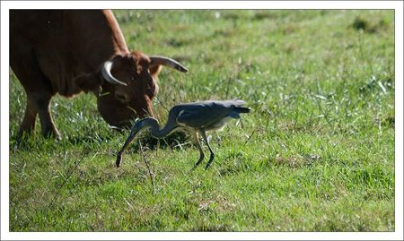 heron_mulot_Roussille_290810_1