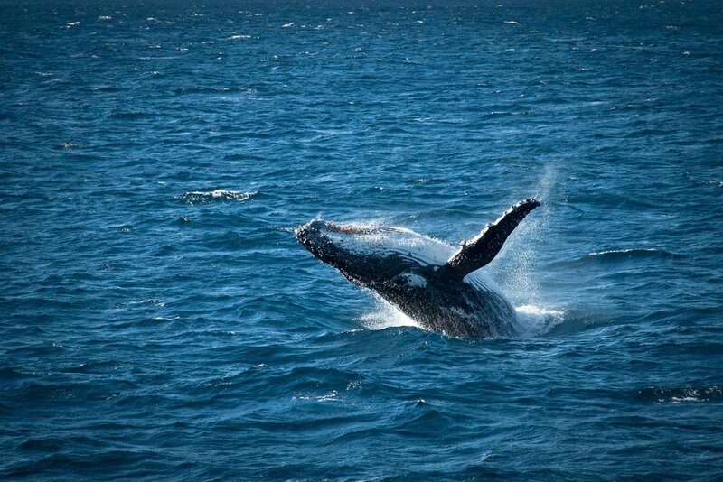 whale-jumping-848x565