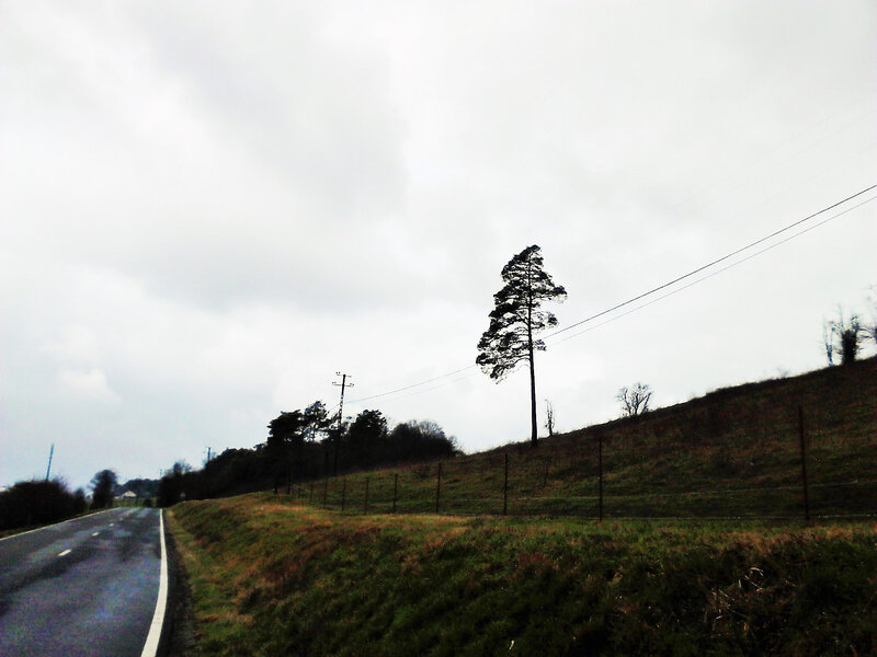DSC_0003 (2)