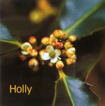 Holly