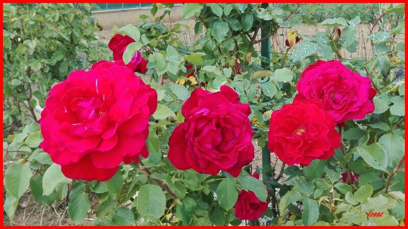 fleurs roses rouges