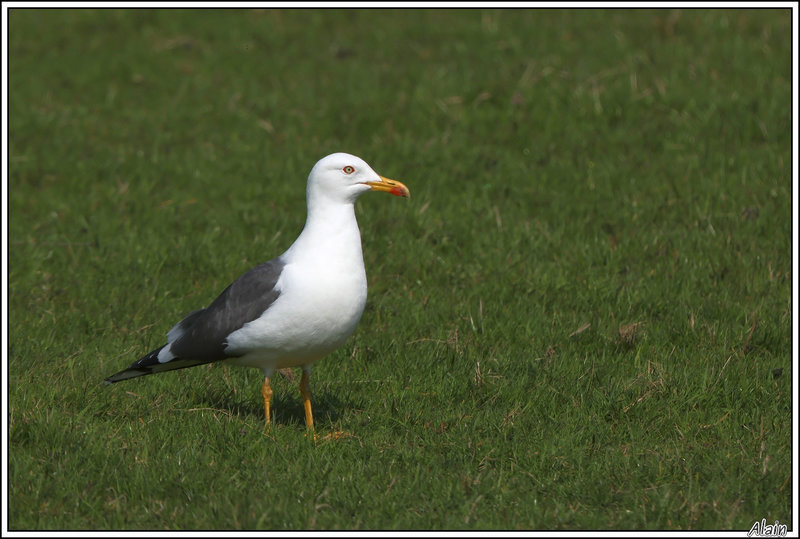 on quitte les mouettes: un Goéland brun !