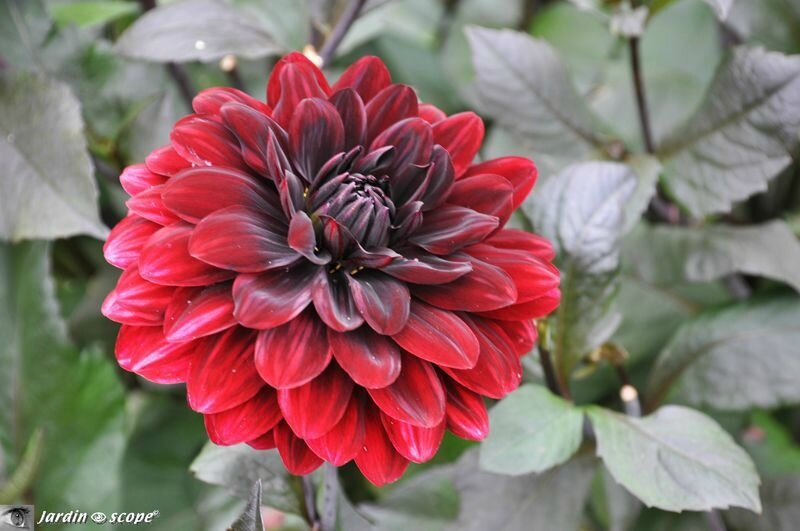 Dahlia Karma Choc