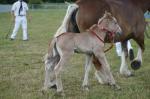 Boulonnais par Unic de Colinchtun et Douce du Boncoin - 13 Juin 2017 - Concours d'élevage local - Bourbourg (59)