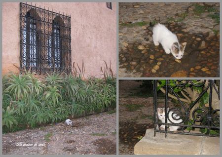 Chaton Oudayas
