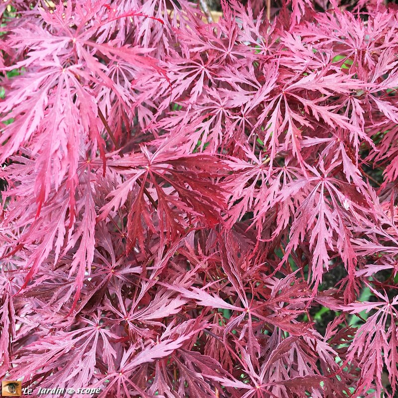 Acer palmatum Dissectum Garnet