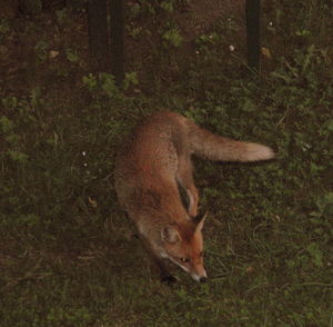 VISITE_DE_LA_RENARDE_DANS_LE_JARDIN_3_JUIN_2010_001_1