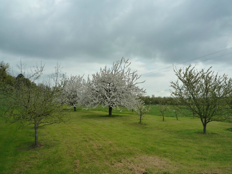 vergers en fleurs 