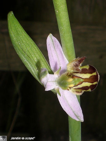 Ophrys_apifera