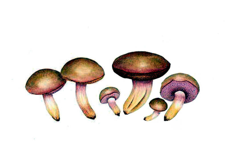 25 Boletus roseus sp nov b