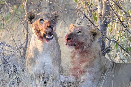 Lions, parc d'Etosha, Namibie