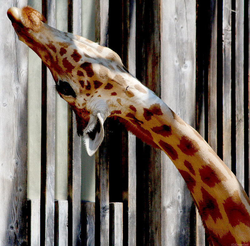 girafe8