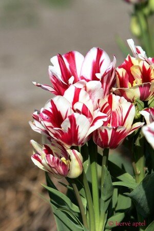 IMG_2105copie2