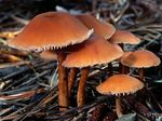 Clitocybe_laqu_2