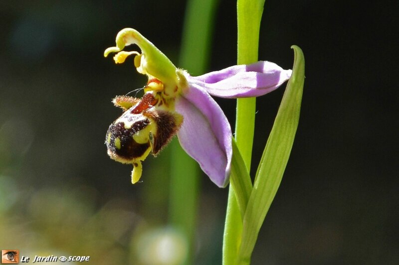 Ophrys