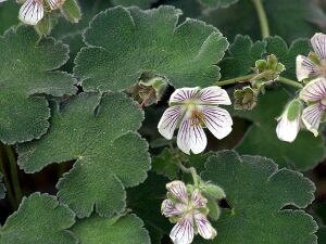 geranium-renardii