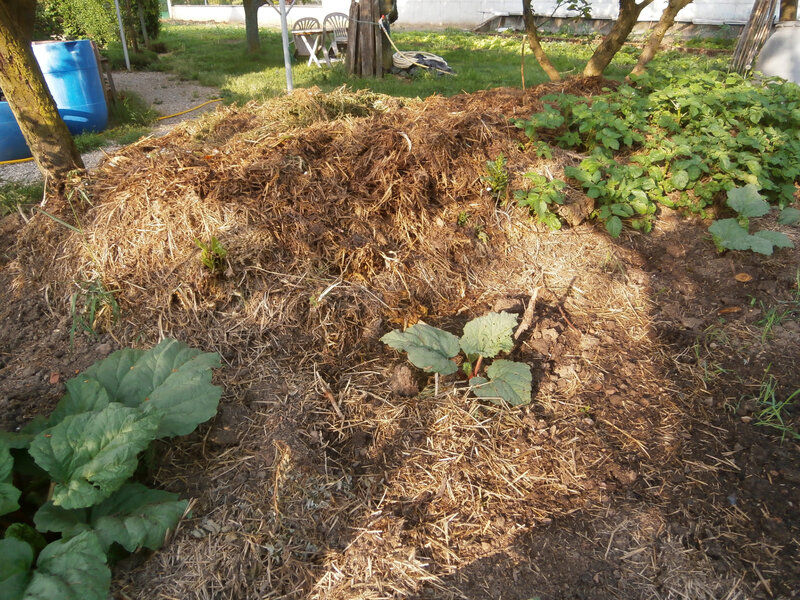 Compost en cours avec rhubarbe au 1er plan