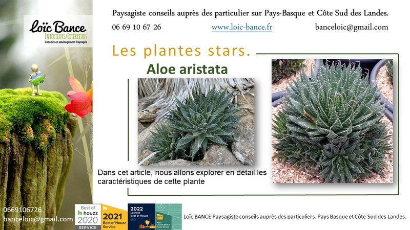 Paysagiste-Pays-Basque-Paysagiste-Landes-Aloe aristata