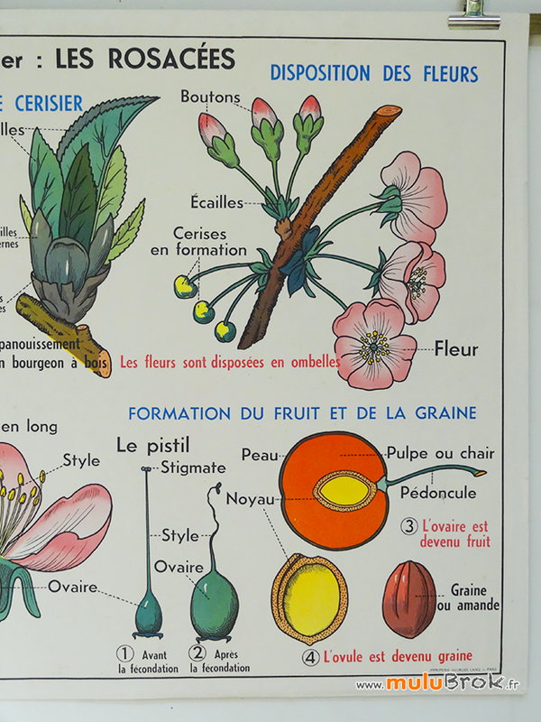 AFFICHE-mdi-LE-CERISIER-3-muluBrok-Vintage