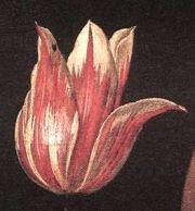 champaigne_tulipe