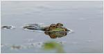 8 Galuchet grenouille oeil reflet 1 310716