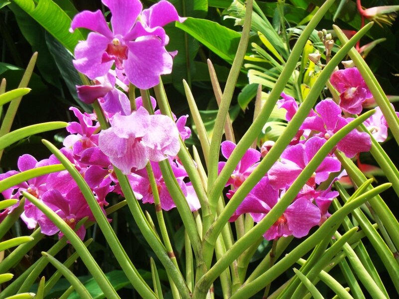 Orchidées à Denpasar