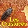 LES CRUSTACÉS