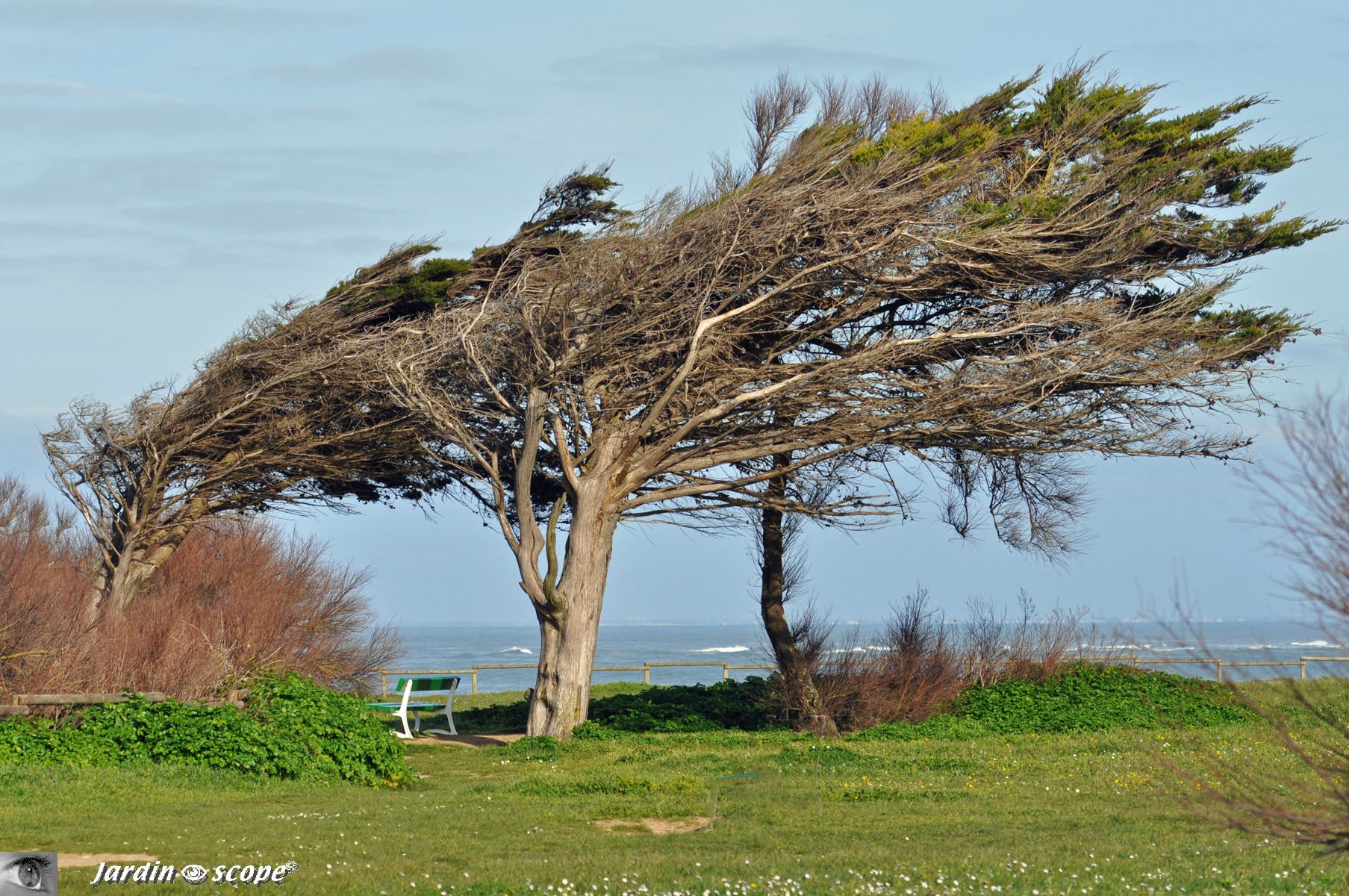 Arbres couchés par le vent (Pointe de Chassiron à Olérons)
