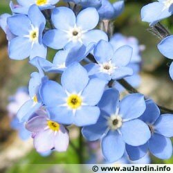 myosotis