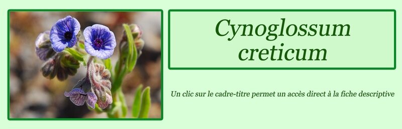 Cynoglossum creticum