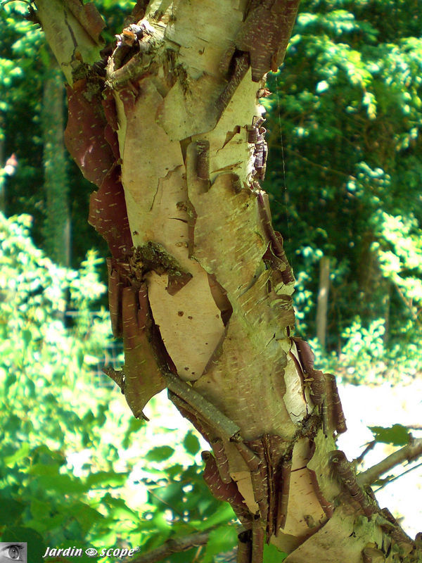 Bouleau de Dahurie • Betula 'Davurica' • Famille des betulaceae