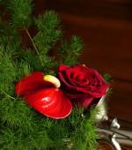 les fleurs chez moi (27)