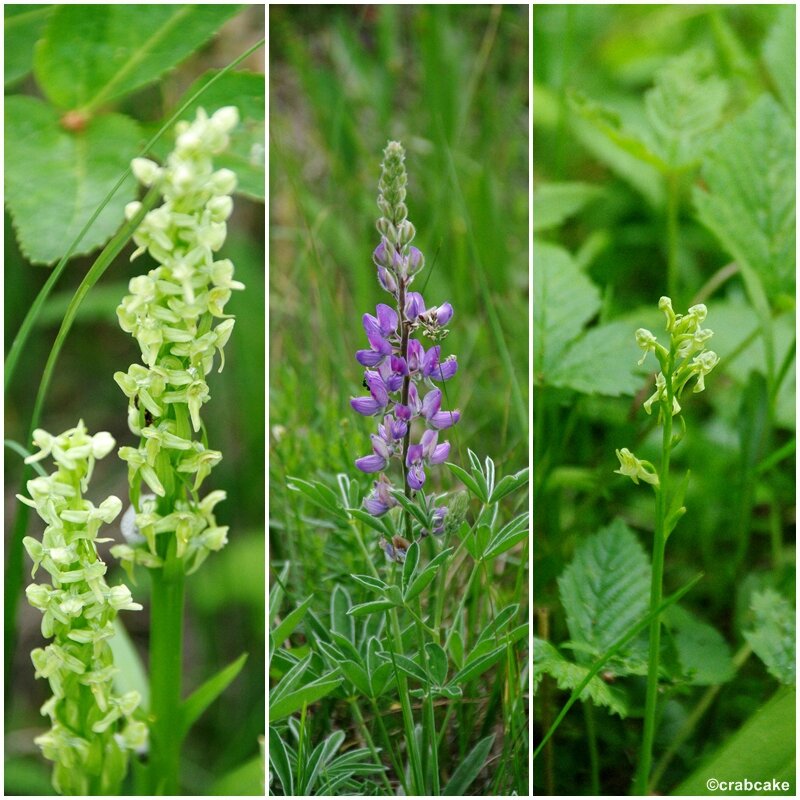 Platanthera obtusata stricta Lupin