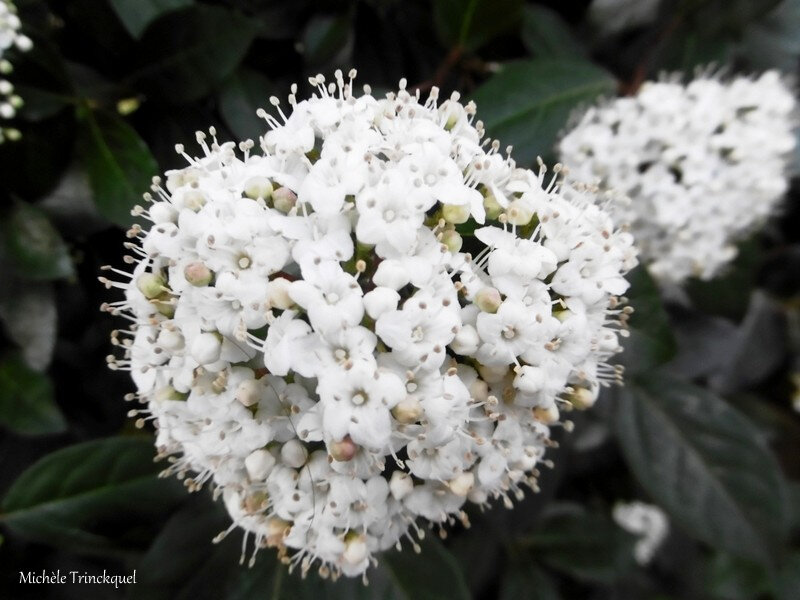 Fleurs de Léon et Lune 180219