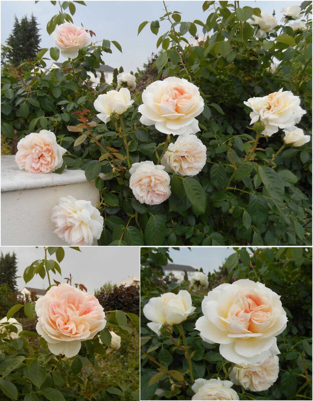 roses3