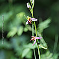 Orchidées 2020: Ophrys apifera