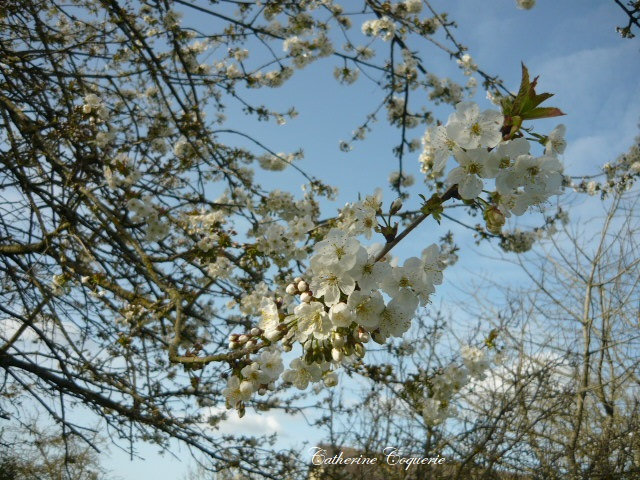 2022 mars fleurs cerisier blog