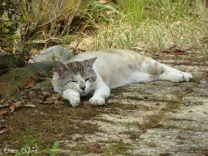 Chat blanc05