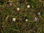 crocusNudiflorum6019