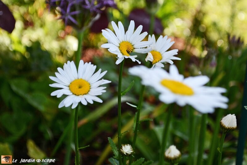 Marguerite commune • Leucanthemum vulgare 